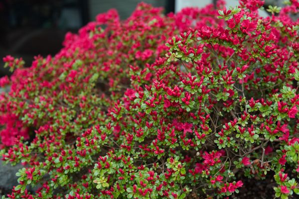 Cost of Weigela Removal Service in Biloxi
