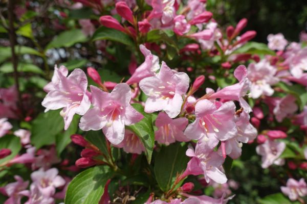 Cost of Weigela Pruning Service in Biloxi