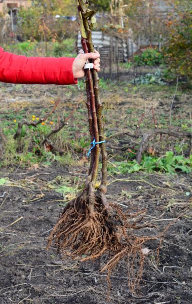 Cost of Shrub Root Removal in Biloxi