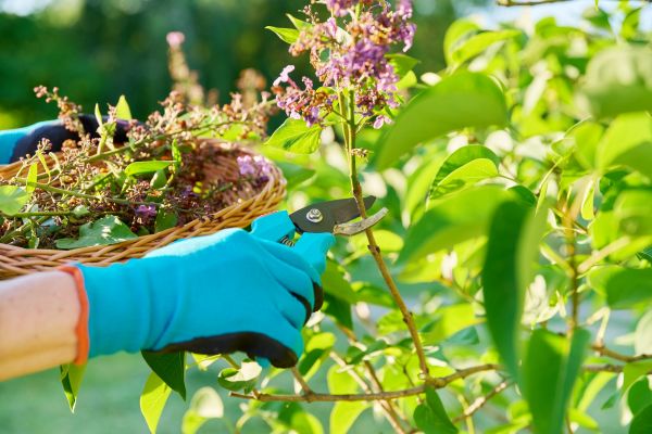 Cost of Lilac Trimming Service in Biloxi