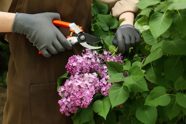 Cost of Lilac Pruning Service in Biloxi