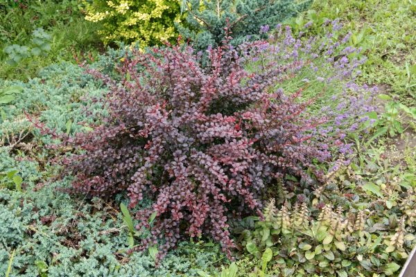 Cost of Japanese Barberry Removal in Biloxi