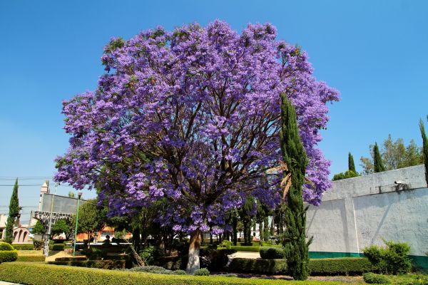 Cost of Jacaranda Pruning in Biloxi
