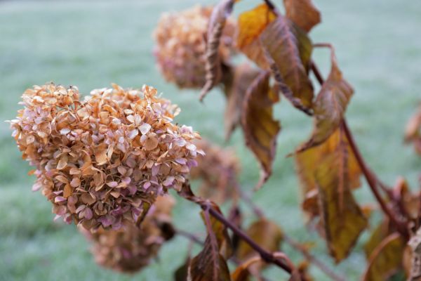 Cost of Hydrangea Removal in Biloxi