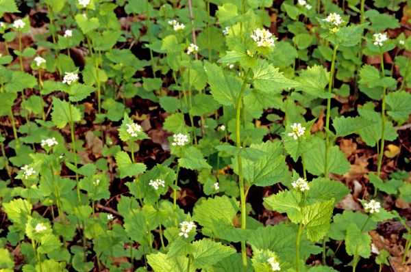 Cost of Garlic Mustard Removal in Biloxi