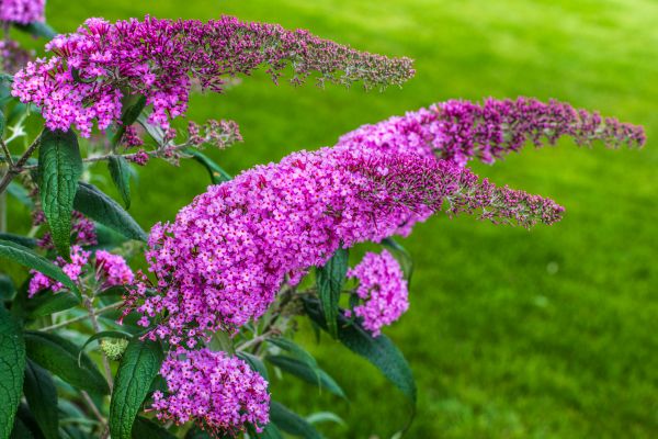 Cost of Butterfly Bush Removal in Biloxi