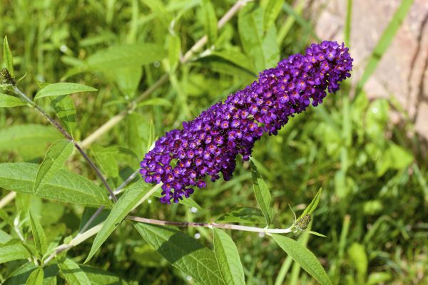 Butterfly Bush Pruning in Biloxi