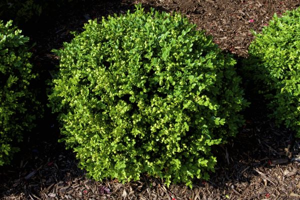 Cost of Boxwood Removal in Biloxi