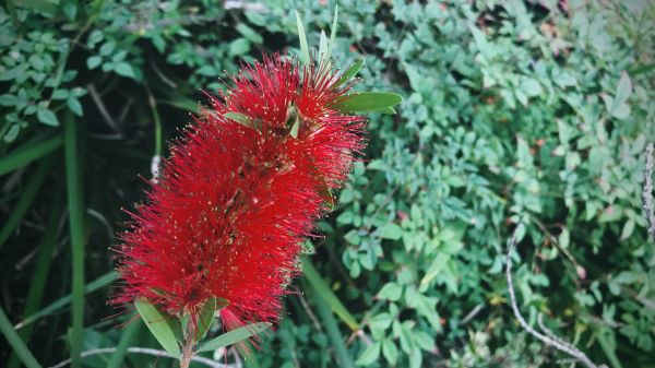 Cost of Bottlebrush Pruning in Biloxi