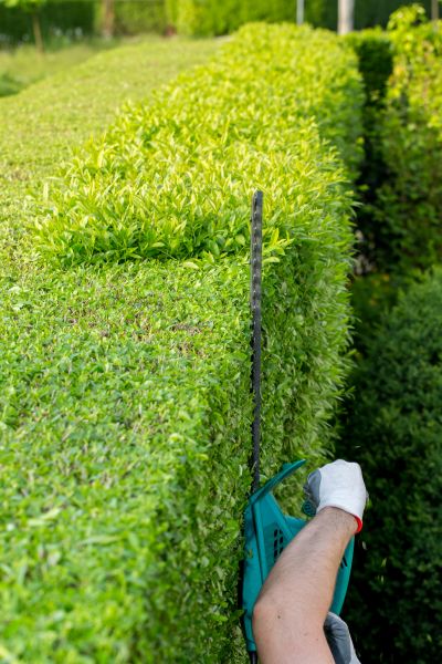 Hedge Trimming in Biloxi